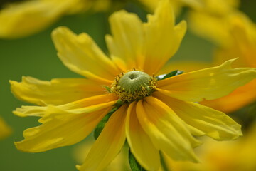 Nahaufnahme einer leuchtend gelben Blüte mit grüner Mitte