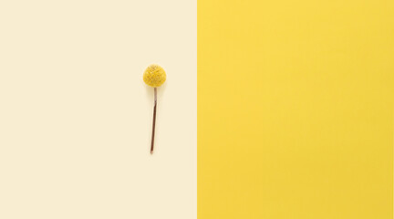 Round craspedia on yellow and pastel background, top view with copy space, dried flower plant