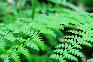 Abstract green fern leaf texture, nature background, tropical leaf