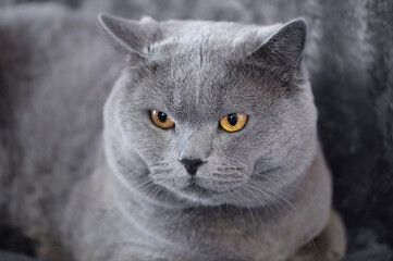 Porträt eines Britisch Kurzhaar Katers