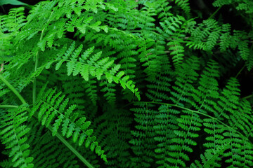 Abstract green fern leaf texture, nature background, tropical leaf