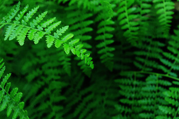 Abstract green fern leaf texture, nature background, tropical leaf