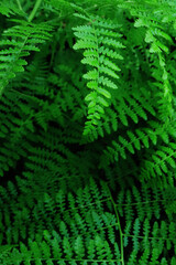 Abstract green fern leaf texture, nature background, tropical leaf