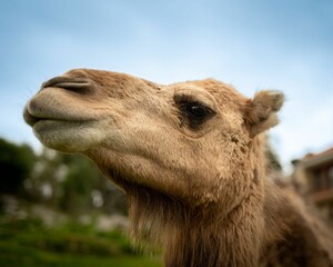 Obraz premium Close-Up of a Camel’s Head: A Wildlife Photograph