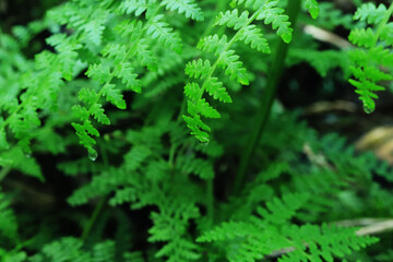 Abstract green fern leaf texture, nature background, tropical leaf