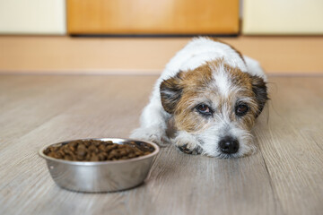 Ein kleiner Hund verweigert sein Futter. Bauchschmerzen, Haustier. 