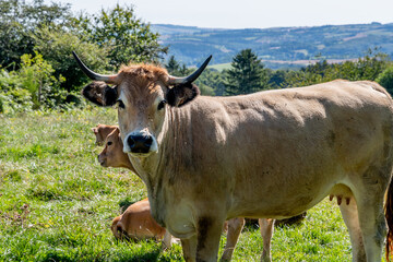 vache Aubrac dans son pr&eacute; en train de nous regarder avec ses belles cornes et son pelage brun clair pr&ecirc;t d'Issoire dans le puy de d&ocirc;me