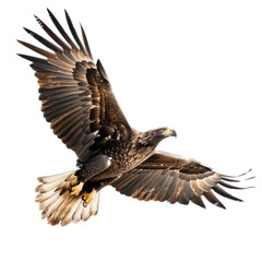 Fototapeta premium Flying eagle isolated on white background