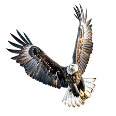 Obraz premium Flying eagle isolated on white background