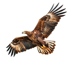 Obraz premium Flying eagle isolated on white background