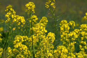 Obraz premium Sunset Over the Fields: Blooming Canola in a Picturesque Rural Landscape
