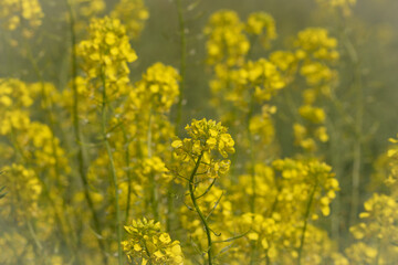 Obraz premium Early Spring Beauty: Yellow Rapeseed Blossoms Blanketing the Countryside