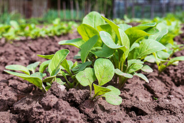 Arugula. Sprouts of arugula plants on the bed