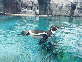 black and white penguins swim in a pool aquarium, zoo
