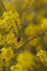 Endemic Beauty: Close-Up of Blooming Yellow Broom on Gran Canaria
