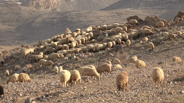 A flock of sheep in the stark desert landscape of central Jordan
