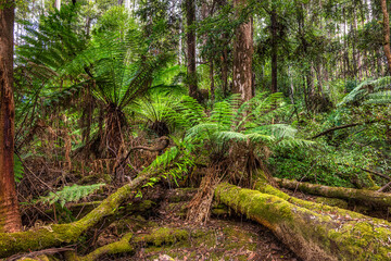 Waratah Lookout picnic grounds, Hartz Mountains National Park, Tasmania, Australia