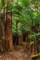 Waratah Lookout picnic grounds, Hartz Mountains National Park, Tasmania, Australia