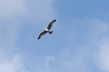 Mindful Flight: Seagull Soaring Over the Baltic Sea on a Sunny Day