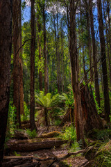 Waratah Lookout picnic grounds, Hartz Mountains National Park, Tasmania, Australia
