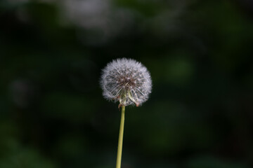 Delicate Taraxacum Blowball: A Fluffy Blossom in a Verdant Summer Meadow