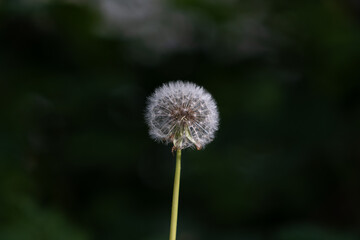 Springtime Beauty: Closeup of a Fluffy Blowball in a Verdant Meadow