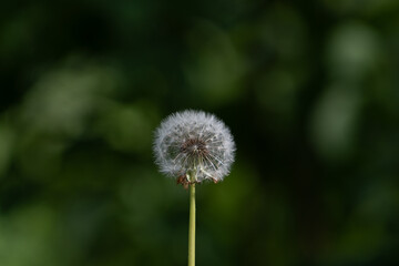 Sunny Spring Morning: Fluffy Blowball Blooming in a Verdant Meadow