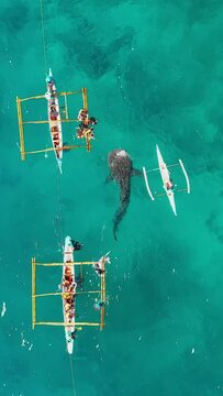 Overhead view of whale sharks and tourists in boats in Oslob vertical video.