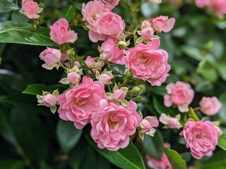 pink rose bush