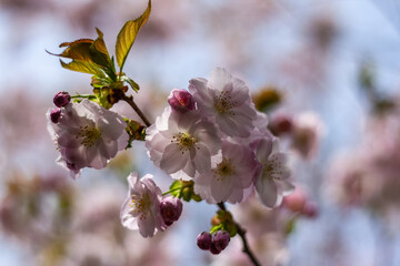 日差し浴びる桜