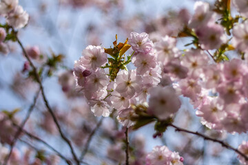 日差し浴びる桜