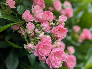 pink rose bush