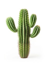 Green Cactus with Two Smaller Arms Isolated on White Background