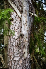 Close-up of an old tree with green branches against other similar trees