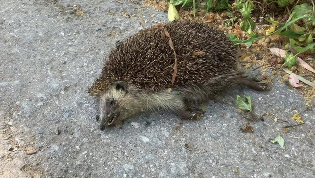 Dead hedgehog next to the road
