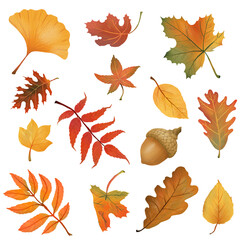 Obraz premium Autumn png leaf element set in hand drawn style