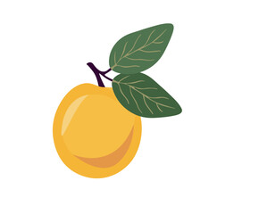 apricot or plum vector color illustration