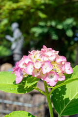 鎌倉246　光触寺2　紫陽花