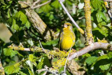 Grünfink Männchen im Frühjahr während der Balz