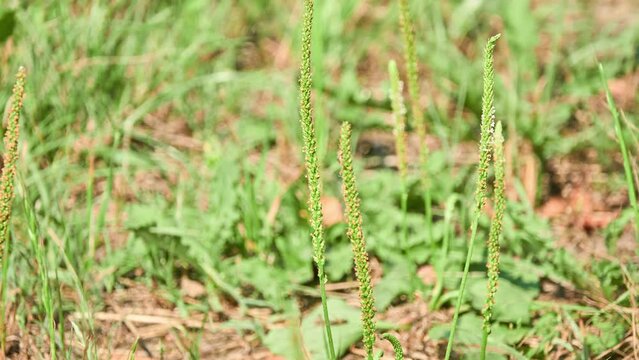 Plantago major, broadleaf plantain, white man's footprint, waybread, or greater plantain, is flowering plant in plantain family Plantaginaceae.