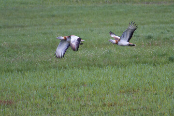 Großtrappen (Otis tarda) im Flug und auf einer Wiese	