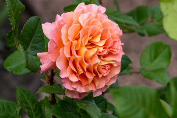 Orange pink rose bud in the garden. Flower red petals bush flowerbed. David Austin roses