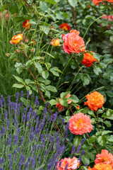 Obraz premium Orange pink rose bud in the garden. Flower red petals bush flowerbed. David Austin roses and lavender