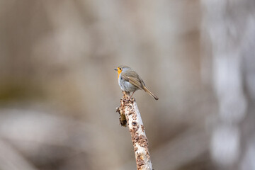 European robin on a branch
