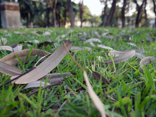 Country road from the ground level. Shallow depth of field and trees
