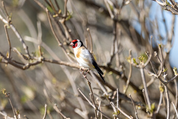 European goldfinch on a branch