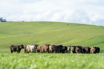 beautiful cattle in Australia  eating grass, grazing on pasture. Herd of cows free range beef being regenerative raised on an agricultural farm. Sustainable farming 