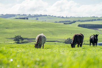 'herd of dairy cows grazing on lush long green pasture in a field on a. beef cattle farm in...