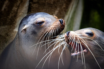 A closeup shot capturing playful interaction between two sea lions, highlighting their distinctive long whiskers