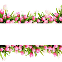 Pink tulip flowers in a floral borders isolated on white or transparent background